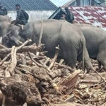 Gajah Bantu Bersihkan Puing Banjir Aceh, Aktivis Protes: Mereka Bukan Alat Berat!