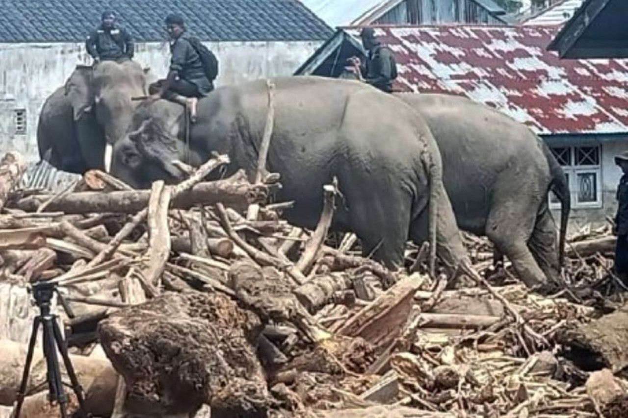 Gajah Bantu Bersihkan Puing Banjir Aceh, Aktivis Protes: Mereka Bukan Alat Berat! Gajah Bantu Bersihkan Puing Banjir Aceh, Aktivis Protes: Mereka Bukan Alat Berat!