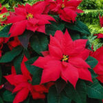 7 Tanaman Hias Alternatif Pohon Cemara untuk Dekorasi Natal Estetik di Rumah