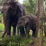 Gajah Nurlaela di Riau Tewas Akibat Infeksi Virus EEHV, Hati Menjadi Sasaran