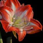 6 Tanaman Hias Cantik untuk Dekorasi dan Kado Natal, Dari Kaktus Hingga Melati